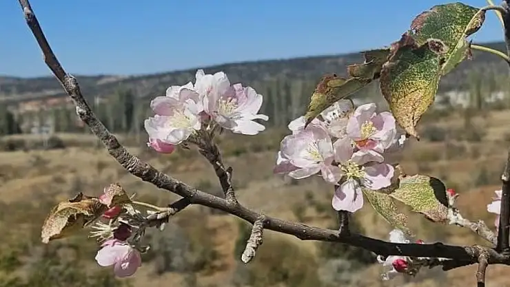 Konya'da sıra dışı olay: Kar beklenirken, çiçekler açtı