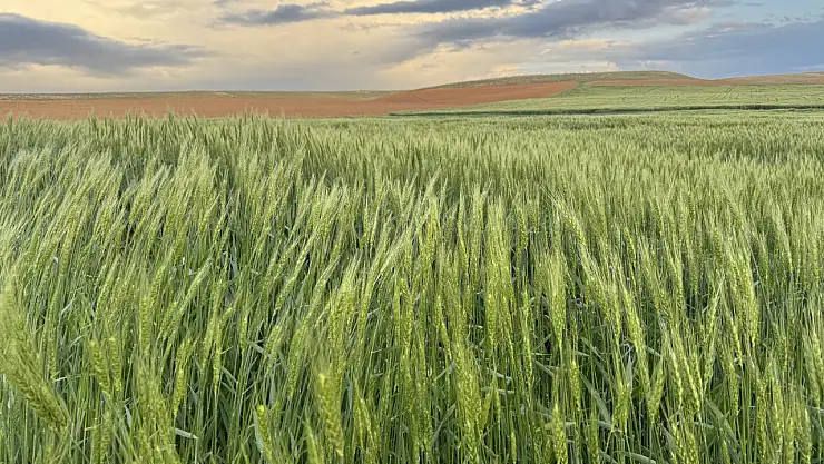 Konya'da son yağışlar çiftçiyi sevindirdi!