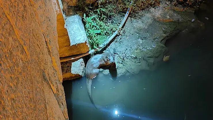 Konya'da su samuru görüntülendi!