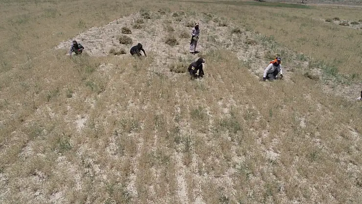 Konya'da susuz tarımdan tam 2 bin 800 ton mahsul elde edildi