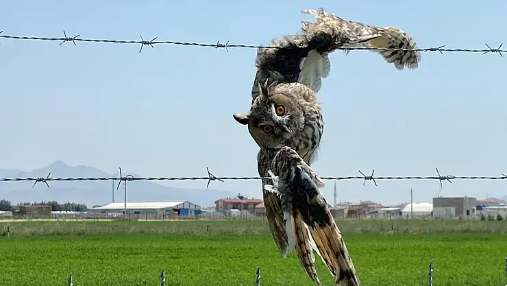 Konya'da tellere takılan orman baykuşu işte böyle kurtarıldı