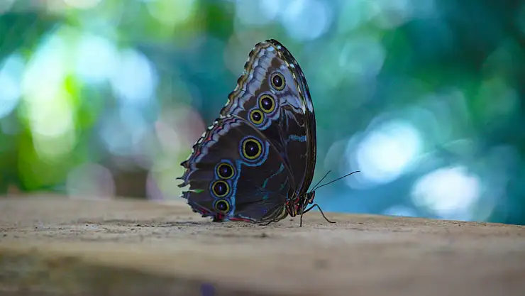 Konya'da Tropikal Kelebek Bahçesi yoğun ilgi gördü