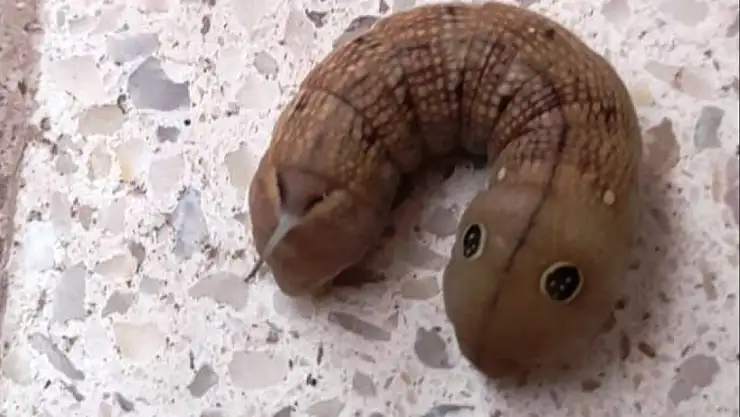 Konya'da Türkiye'de eşine az rastlanan canlı görüldü!