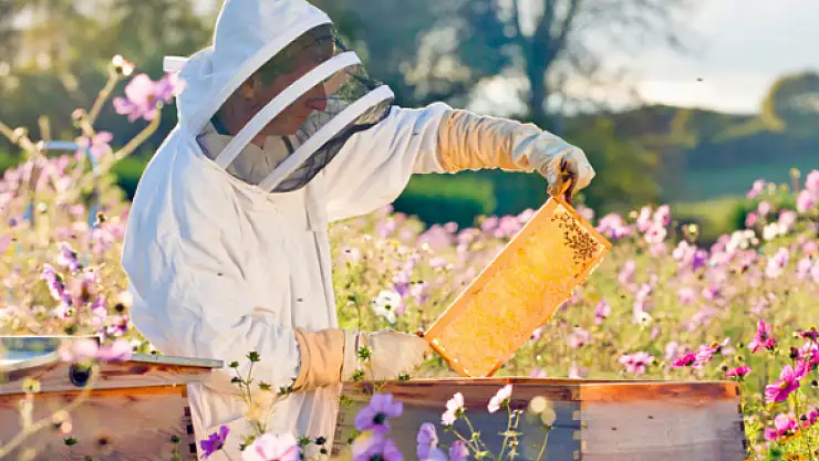 Konya'da üreticilere yönelik destek başladı: Son başvuru tarihi 13 Ekim!