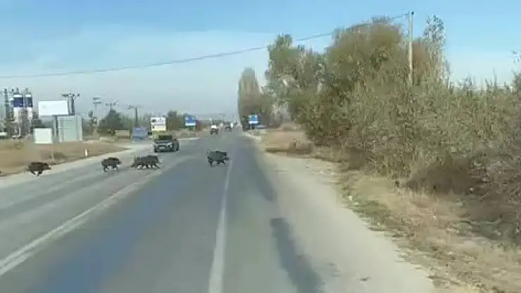 Konya'da yaban domuzları karayolunu bastı