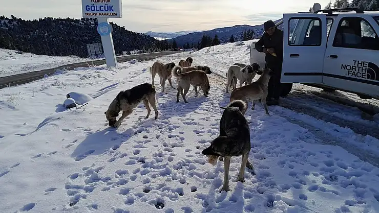Konya'da yabani hayvanlar için doğaya yem bırakıldı!