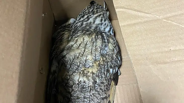 Konya'da yaralı baykuş koruma altına alındı