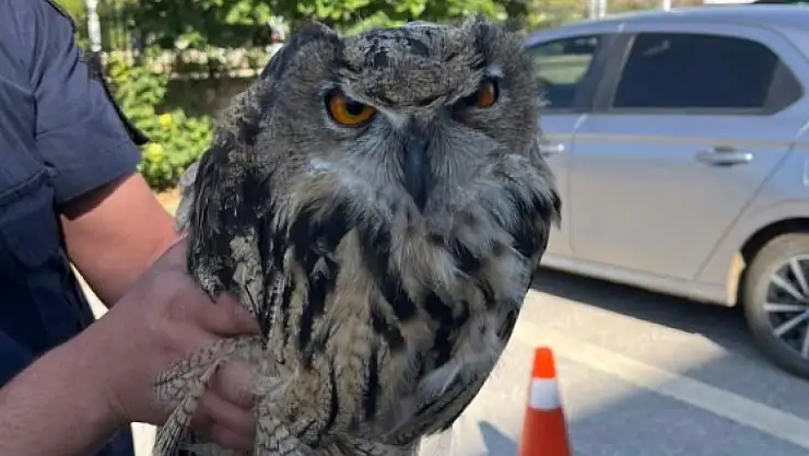 Konya'da yaralı baykuşa şefkat eli!