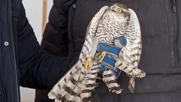 Konya'da yaralı bir atmaca bulundu