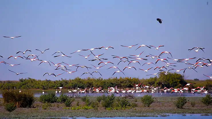 Konya'da yavru flamingolar göçe hazırlanıyor