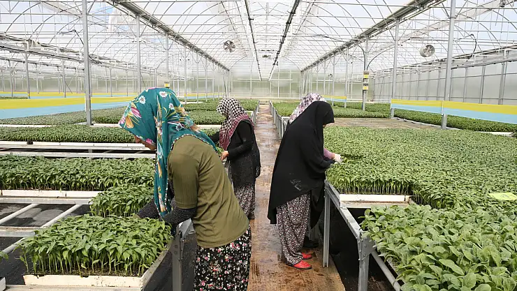 Konya'da yılda 5 milyon sebze fidesi üretilen tesis bölge ekonomisine katkı sunuyor!