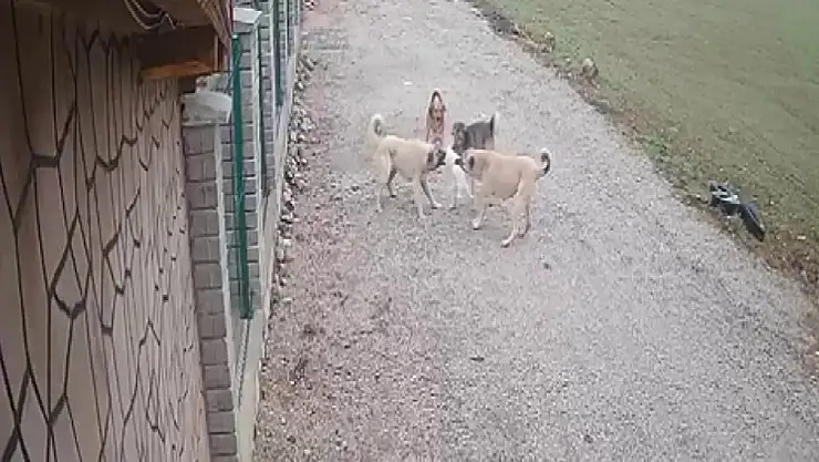 Konya'da yürek burkan olay: Kayıp 'Mia' sokak köpeklerinin saldırısına uğramış