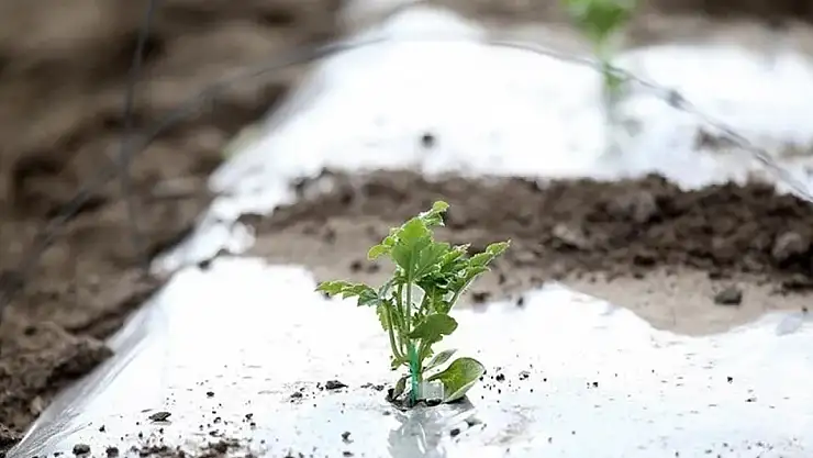 Konya'da zirai don tarımı vurmuştu! Konya Milletvekili harekete geçti...