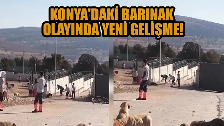 Konya'daki barınak olayında yeni gelişme