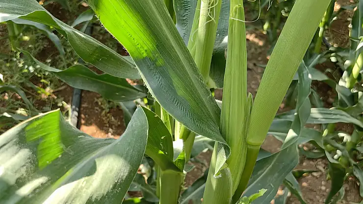 Konya'daki çiftçilere tavsiye! Bu ürün için tam zamanı...