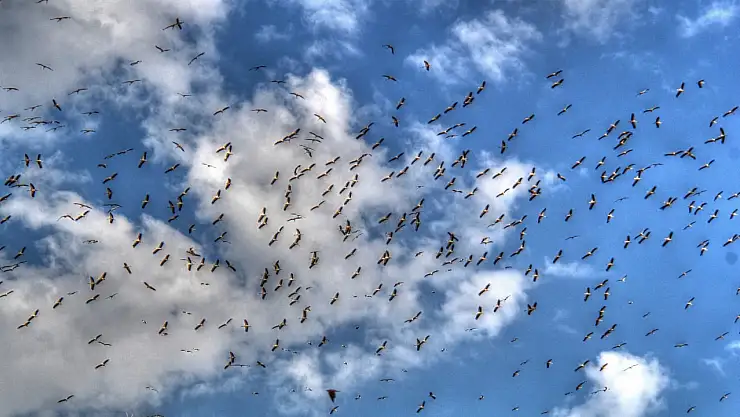 Konya'daki leylekler göç yolunda!