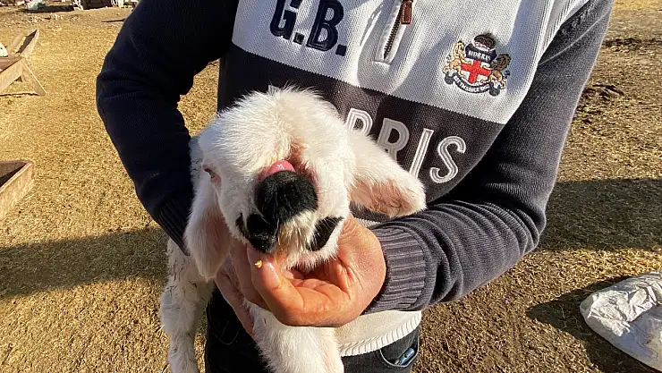 Konya'daki o kuzu görenleri şaşkına çevirdi!
