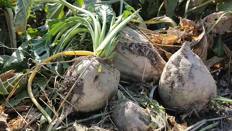 Konya'daki pancar üreticilerine müjde! Verim böyle artacak…