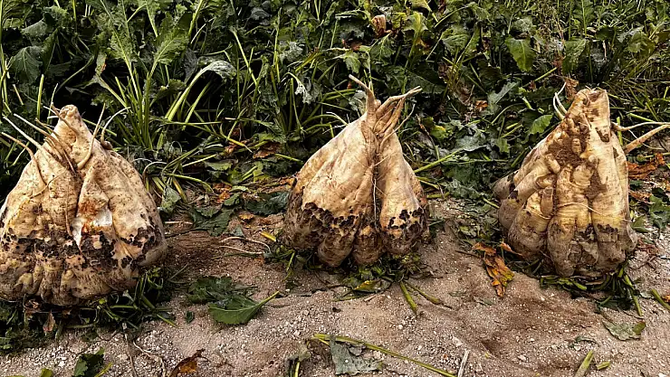 Konya'daki tarlalarda bereket fışkırdı: Dev şeker pancarı görenleri hayrete düşürdü!
