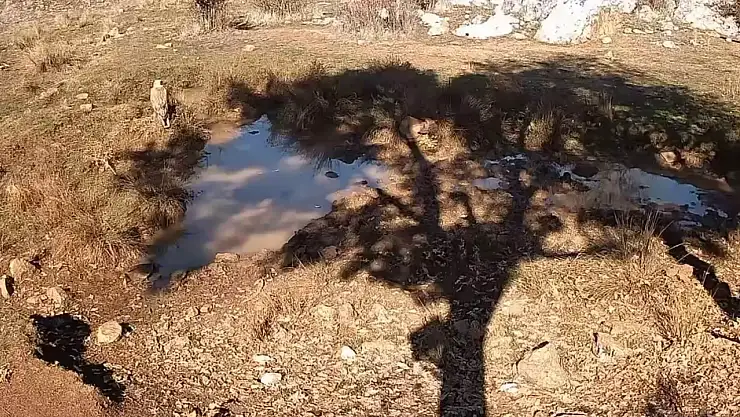 Konya'dan belgesel gibi görüntüler: Yaban hayvanları fotokapana yansıdı