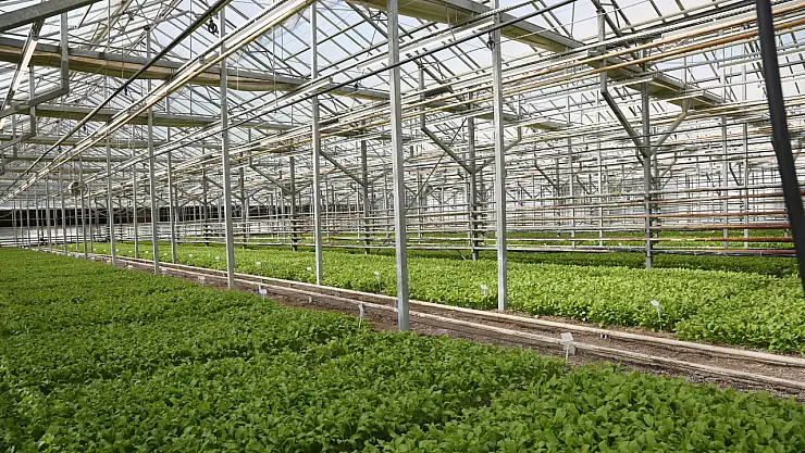 Konya'dan tarımda bir ilk! Şeker pancarı testinde dünya ligine girdiler