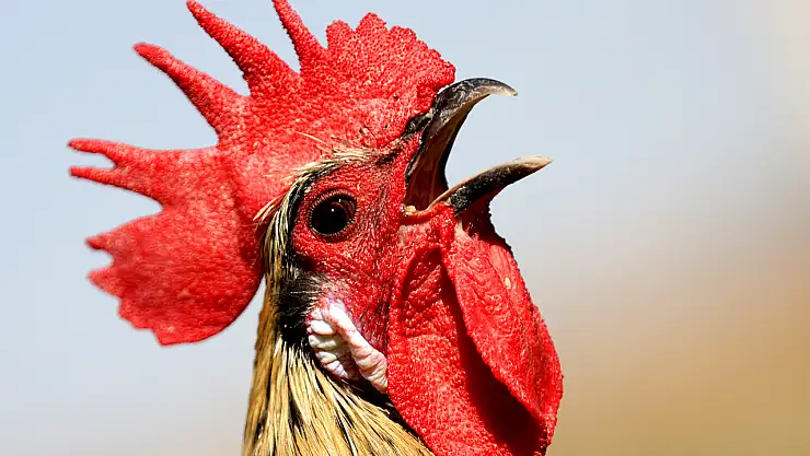 Konya, Denizli horozunun ırkını geleceğe taşıyor: Ötüş süresi bile ölçülüyor!