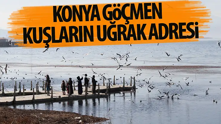 Konya, göçmen kuşların uğrak adresi olmaya devam ediyor