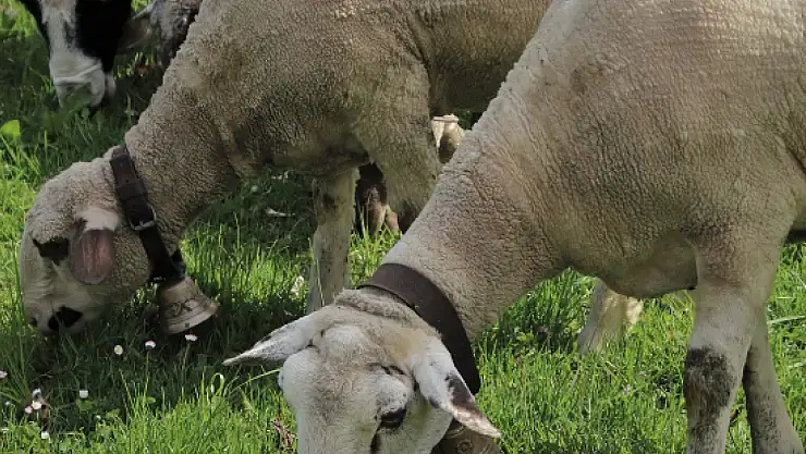 Konya için korkutan iddia: Hayvan tesislerinin açılması yasaklandı mı?