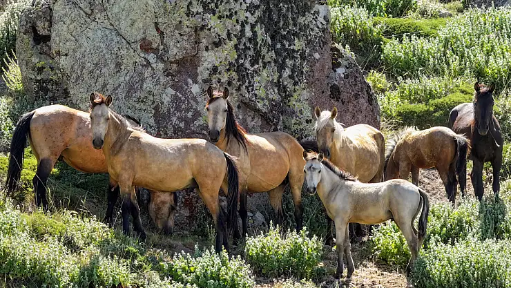 Konya-Karaman sınırında doğayla iç içe: Karadağ krateri yılkı atlarıyla büyülüyor