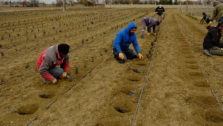 Konya kırsalında yeni gelir kapısı: Üretimi başladı!