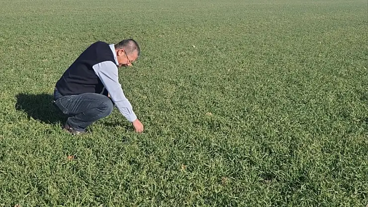 Konya'nın bu ilçesinde hububat ekim alanında artış!