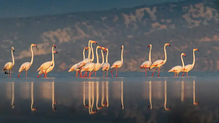 Konya'nın doğal cenneti Beyşehir Gölü'nde kuş fotoğrafçılığına duyulan ilgi artıyor