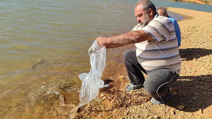 Konya'nın Hüyük ilçesindeki göletlere yavru sazan bırakıldı