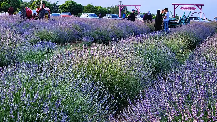 Konya'nın lavanta bahçesi mora büründü