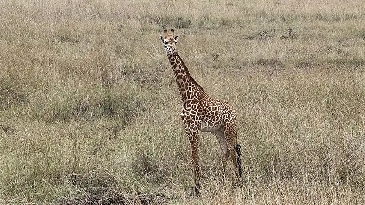 Konya'nın merkezinde zürafa görüldü!