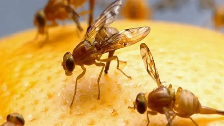 Konya'nın o ilçesinde Akdeniz meyve sineği zararlısı ile ilgili çalışma başlatıldı