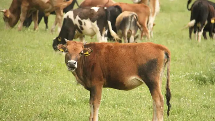 Konya'nın o ilçesindeki tüm büyükbaş hayvanlar aşılanacak! Yetiştiriciler uyarıldı! Mutlaka yaptırın!