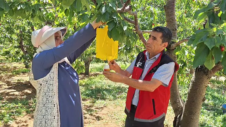 Konya'nın o ürününe gözü gibi bakıyorlar! Müdürlük açıkladı...