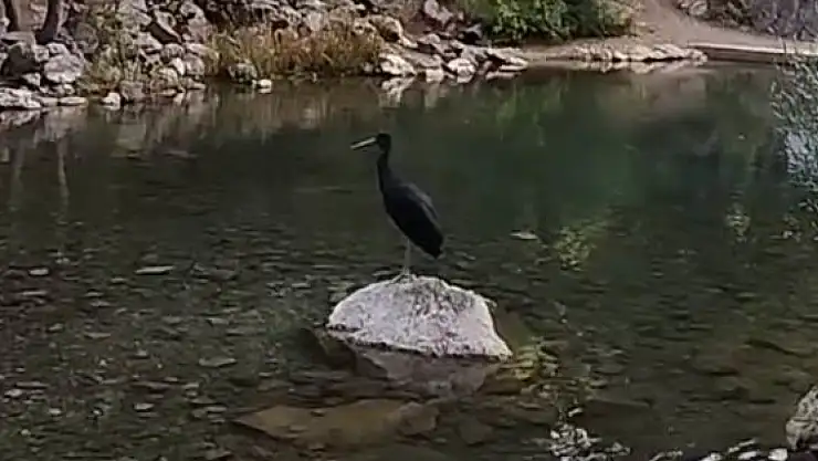 Konya'nın sessiz misafirleri: Kara leylekler Bozkır'da
