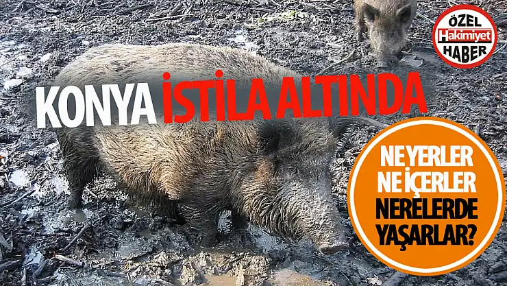 Konya'nın Sıra Dışı Misafiri: Doğanın Korkulu Rüyası!