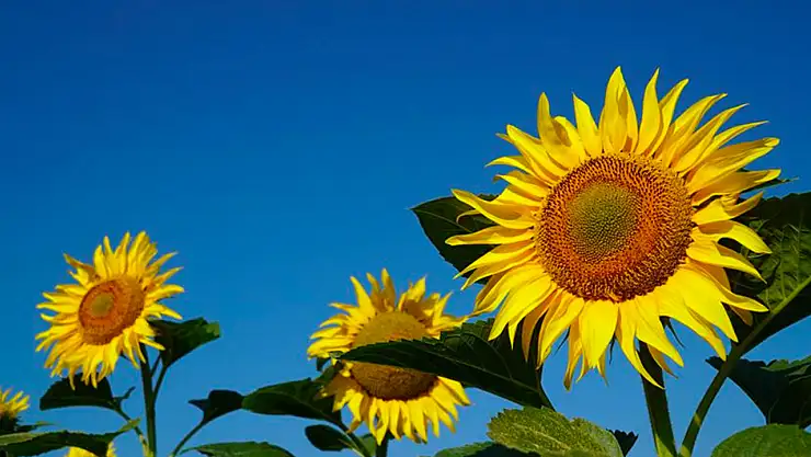 Konya Ovası'nda alarm: Ekinleri tehdit ediyor! Sayıları gün geçtikçe artıyor