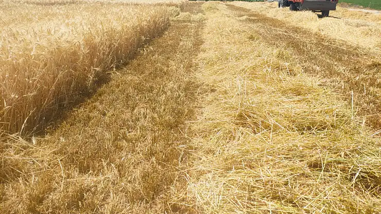 Konya Ovasında sap alarmı! Fiyatlar arttı...