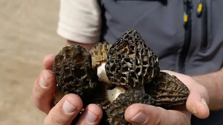 Konya sahada Kuzu Göbeği incelemesi