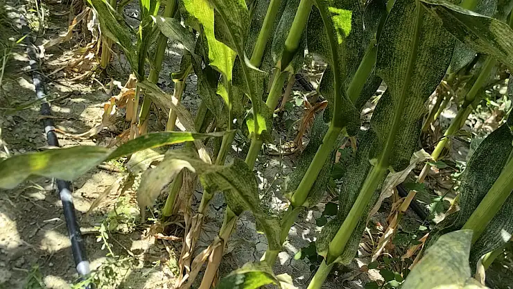 Konya tarımı alarm veriyor! Acil önlem alınması şart...