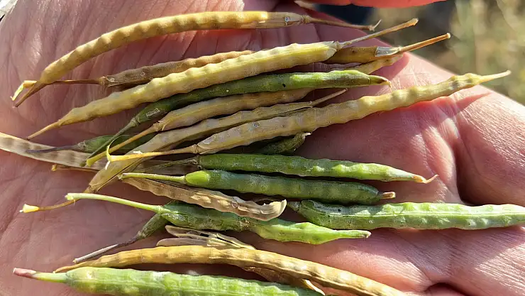 Konya tarımında bu ürünü soğuk vurdu! Verim düşecek mi?