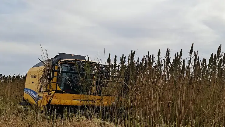 Konya tarımında yeni dönem! Hasat gerçekleşti