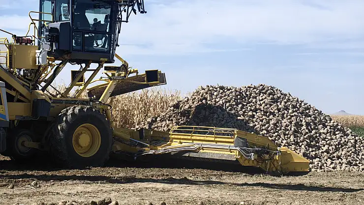 Konya'da şeker pancarından çıkan verim şoke etti! Uzman isim açıkladı...