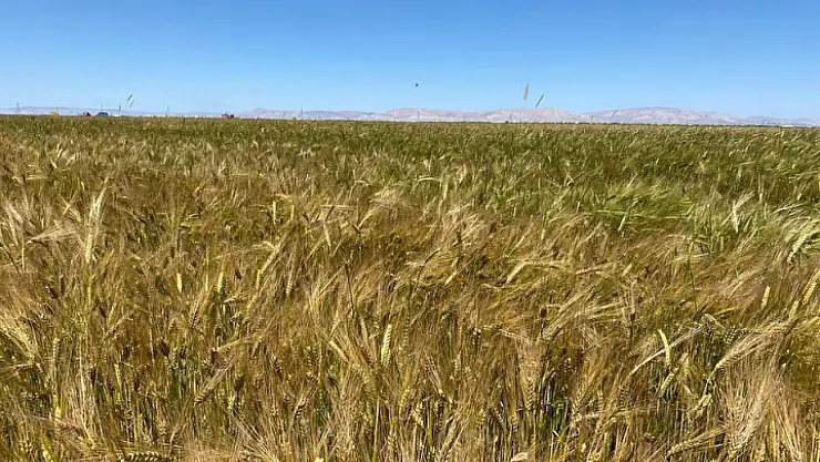 Konya tarımını vuran tehlike! Hastalık alarmı...