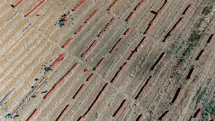 Konya tarlalarında bereket zamanı: Soğan hasadı başladı!