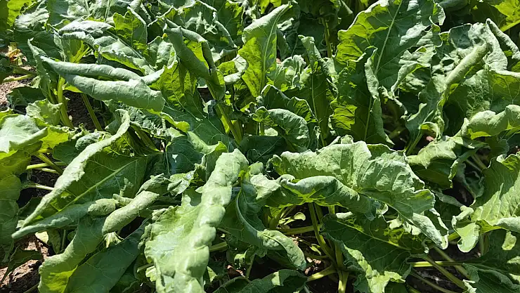 Konya tarlalarında virüs alarmı! Hastalık tespit edildi...